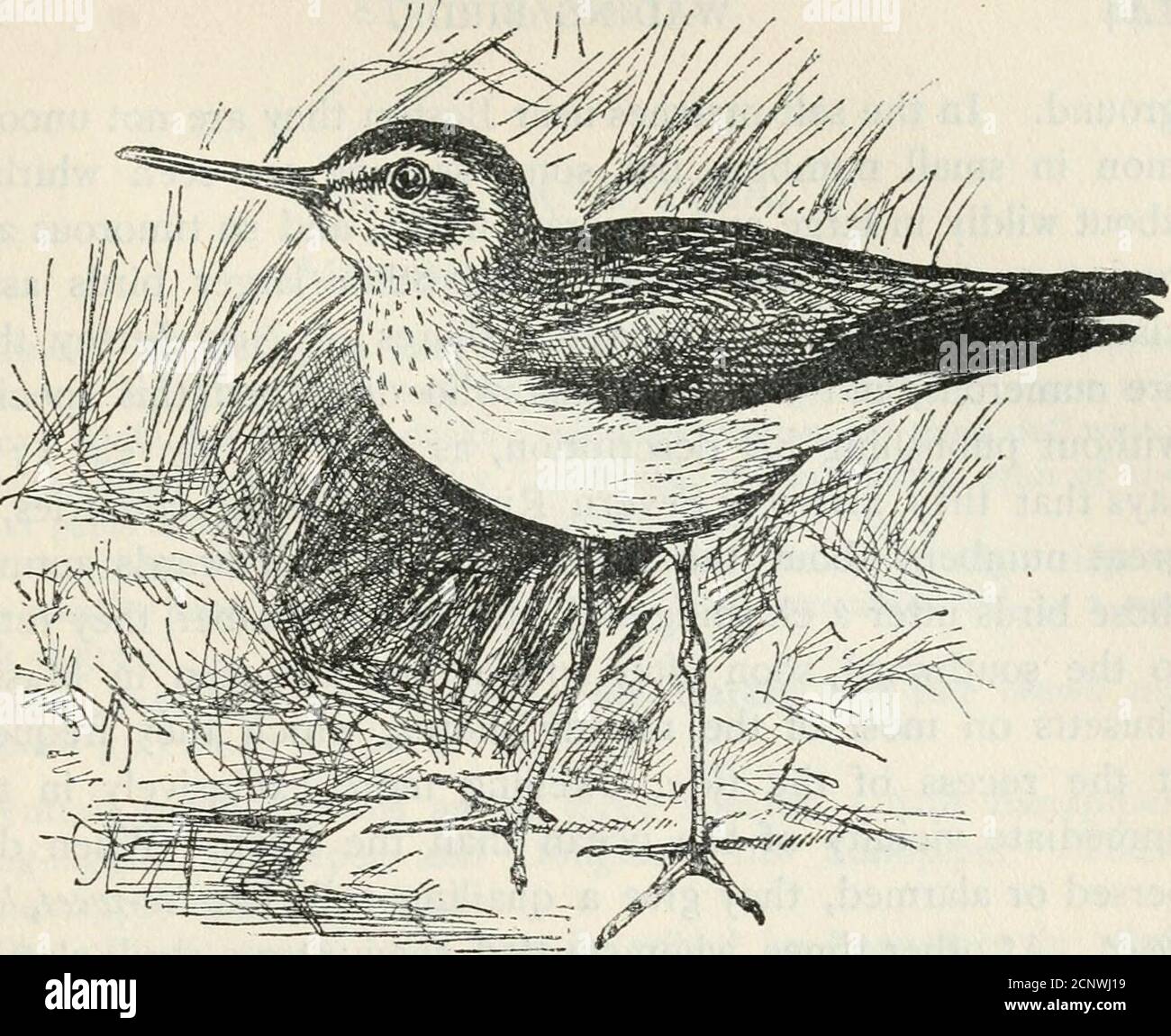 . Un popolare manuale degli uccelli degli Stati Uniti e del Canada . coda-piume crepato, altri grigi; petto tinto con buffe striato di crepuscolo, altri sotto parti bianche; Bill e piedi nero.lunghezza circa 7^ pollici. Nido. Sul margine di un lago o di uno stagno; una leggera depressione, erba nascosta e fiancheggiata da foglie e erba. Uova. 4; bufifera o cremoso, macchiato con bruno rossastro ricco; 1.30 X0.90. Bairds Sandpiper è stato descritto da Coues nel 1861 da speci-Mens presi in Occidente, e non è stato fino al 1870 che l'uccello Wasknown per accadere sull'Atlantico. Fino ad oggi alcuni esempi Foto Stock