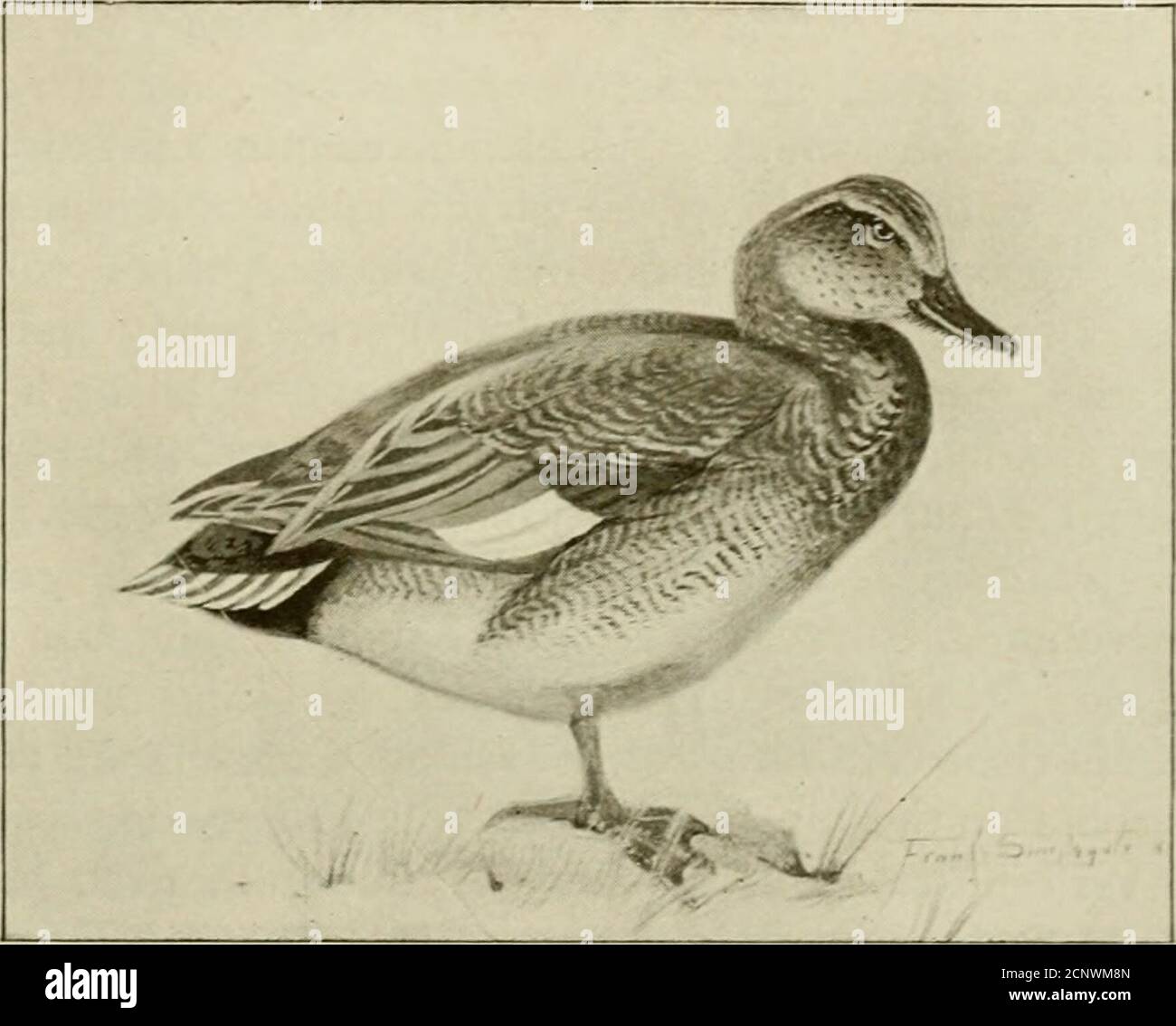 . Oltre i suoi bordi, lo speculum alare è nero e bianco inposto di metallo, e ci sono solo sedici piume nella coda. Il genere è conosciuto soltanto dall'uccello presente e da una specie da un'isola del Northamerican. Come la mallard, il gadwall ha una distribuzione circumpolarizzata, ma in nessuno dei due emisferi si estende la sua gamma di allevamento. GADWALL. Molto a nord, essendo limitato nel Vecchio mondo dall'Islanda e dai distretti thesouthern della Svezia, e da circa la stessa linea di latitudine in America. In quest'ultimo continente si aggira in inverno fino al sud del Messico e. Foto Stock