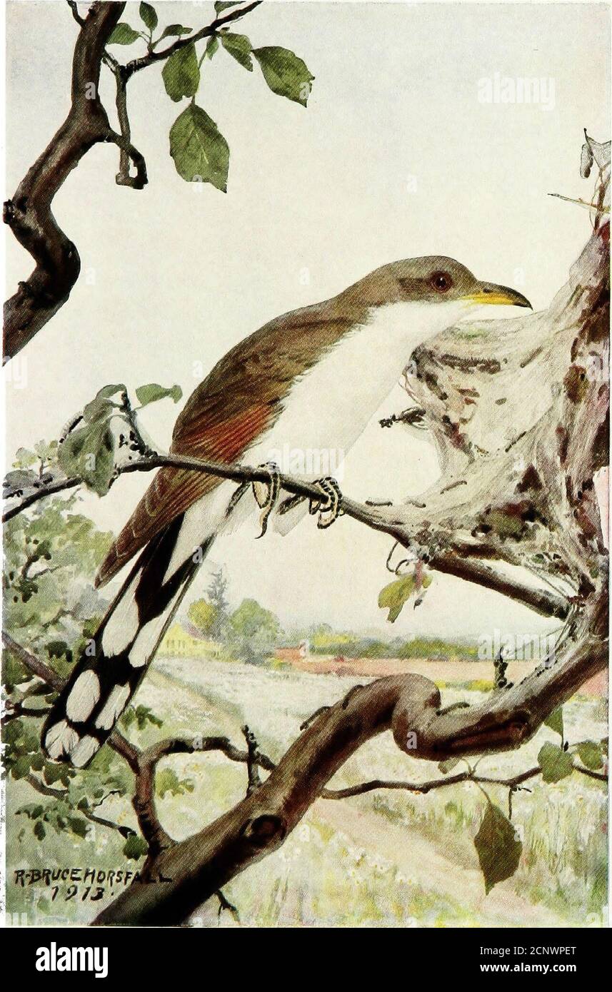 . Un anno con gli uccelli . / y o j» il cucoooIl colibrì 125 il cuculo giallo-fatturato si slanciano, timido e dopelke uccello, tutto bianco e grigio bruno, con ali rufose, nero, coda macchiata. Bill giallo metà del way.youre raramente visto, non spesso sentito; il tuo Kuk-kuk-kuk-kuk-coo, porta gli occhi ansiosi alle radure del bosco per cogliere un'occhiata di voi. A. E. B. 126. CUCÙ GIALLO-FATTURATO al cucù 0 blithe nuovo-comer! Ho sentito, ti sento e gioisco.0 cuculo! Ti chiamerò uccello, o ma una voce vagante? Tre benvenuti, carissimi della Primavera! Ancora tu sei a Meno uccello, ma Foto Stock