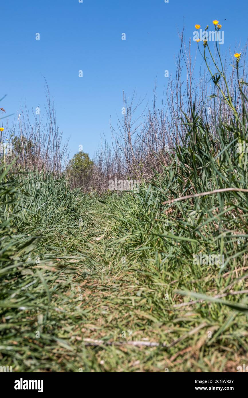 Prato selvaggio con erba alta con fuoco sullo sfondo Foto Stock