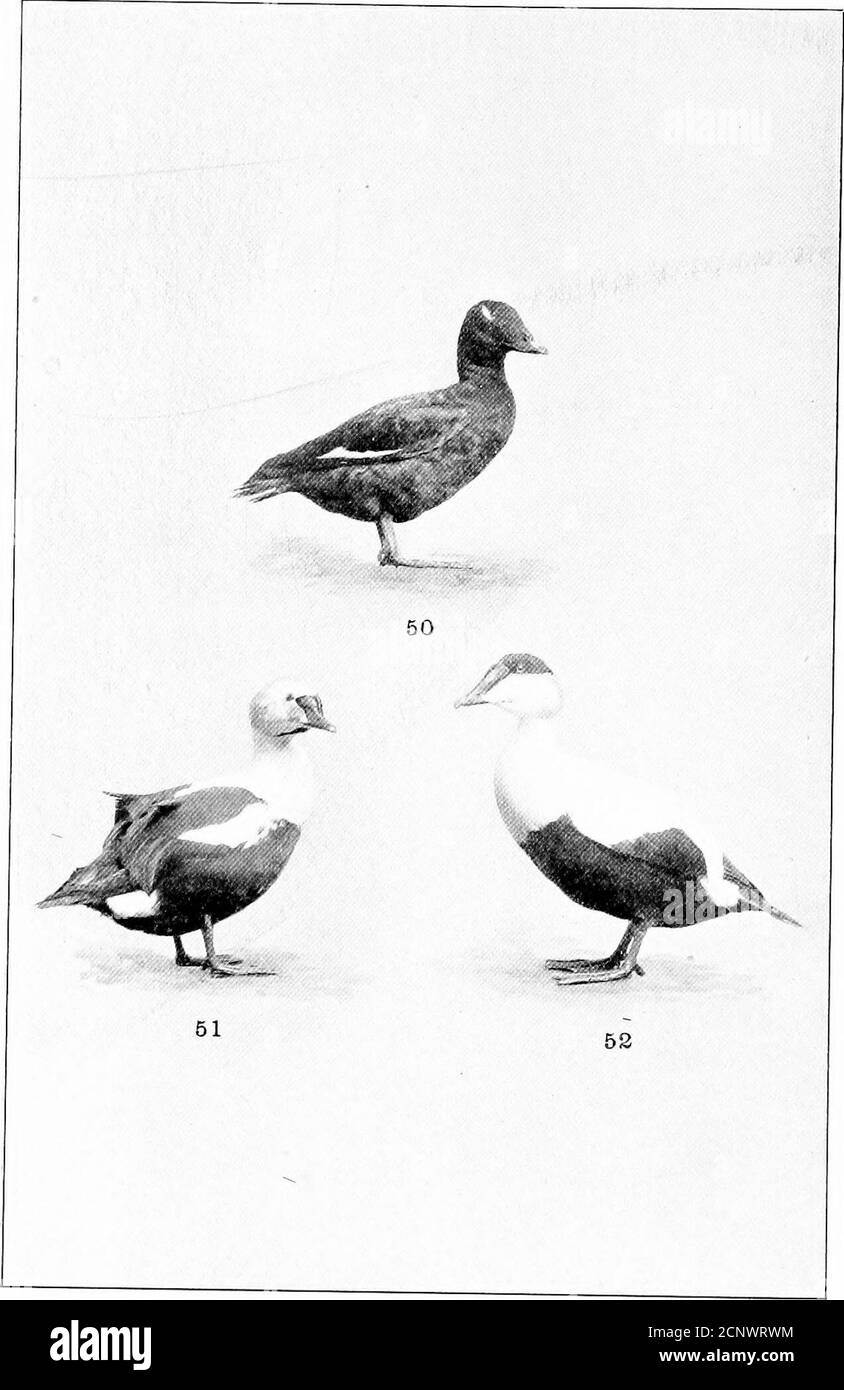 . Il nostro gioco di piume; un manuale degli uccelli del gioco nordamericano . 49 46. Anatra a coda lunga.48. Anatra ruvida. ANATRE DI MARE.45. Occhio d'oro americano. 47. Harlequin Duck.49. Anatra mascherata. PIASTRA XII. 51. Re Eider. ANATRE DI MARE.50. Scoter con alata bianca. 52. Eider americano. PIASTRA XIII Foto Stock