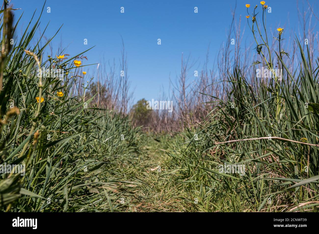 Prato selvaggio con erba alta con fuoco sul primo piano Foto Stock