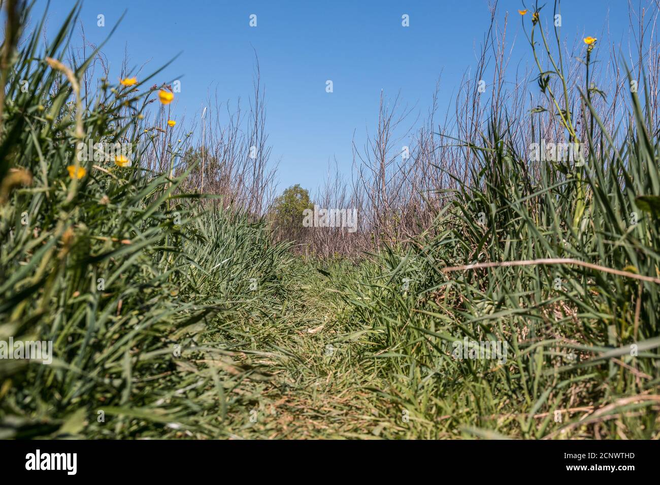Prato selvaggio con erba alta con fuoco sullo sfondo Foto Stock