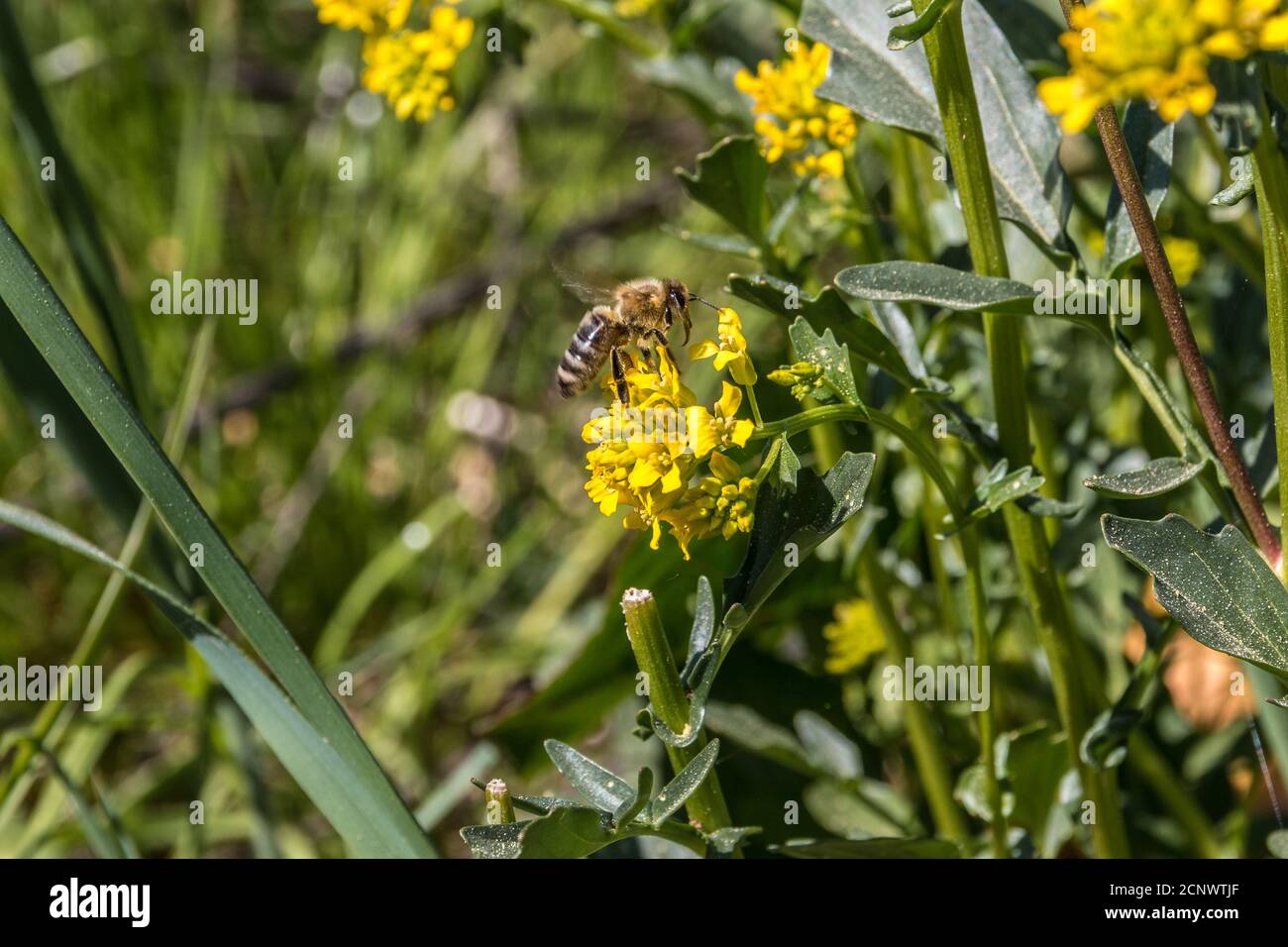 Ape su un fiore giallo nel mezzo del prato di wildflower Foto Stock