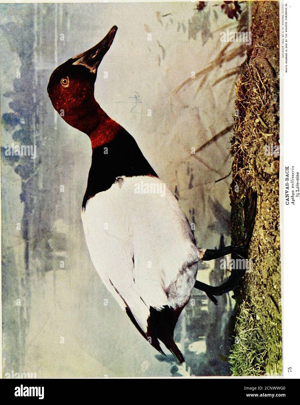 . Gli uccelli dell'Ohio; una descrizione scientifica e popolare completa delle 320 specie di uccelli trovati nello stato . Presa al serbatoio di leccatura. DOVE IL REDHEAD GIUSTIZIA DISTRUZIONE. Foto dell'autore, che si ottiene diving. Come i loro parenti più conosciuti, i Canvas-backs, mangiano l'erba dell'anguilla {Vallisneria spiralis L), comunemente chiamato wildcelebri-y; e la loro carne non può allora né in nessun altro momento essere distinta fromquella degli ultimi uccelli. Questa anatra è insolitamente prolifica, e il Rev. Herbert K. Job, che ha donesuch ottimo lavoro con l'acquifauna, una volta trovato in un Dakota Slou Foto Stock