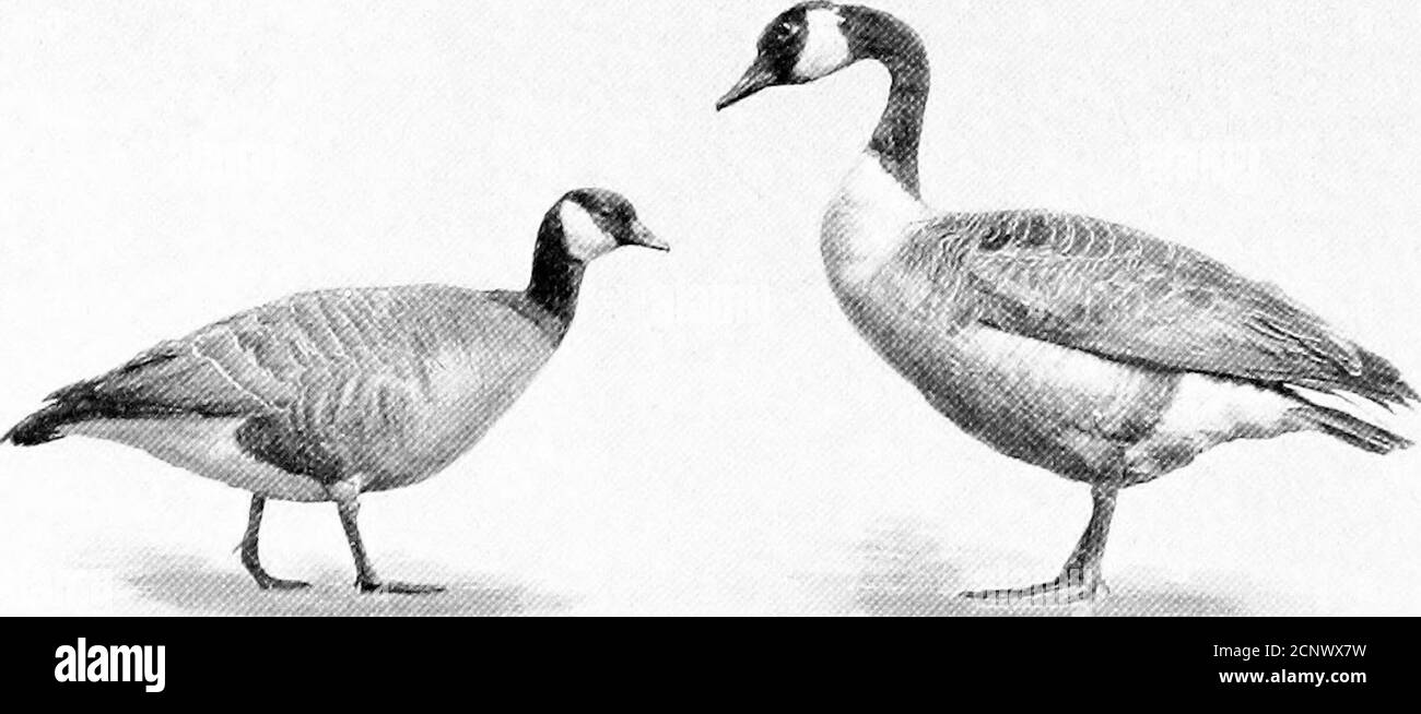 . Il nostro gioco di piume; un manuale degli uccelli del gioco nordamericano . CIGNI. 19. Cigno fischiante. 20 Cigno del Trumpeter. PIASTRA VI. SI 22 Foto Stock