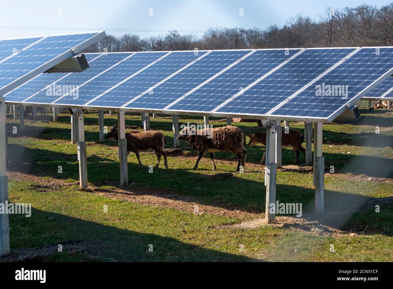 Campo solare a Bollstadt, Baviera, Germania Foto Stock