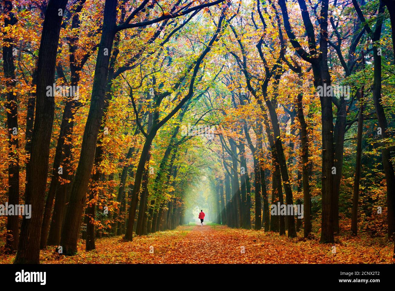 Percorso forestale, viale, autunno, persona, Foto Stock