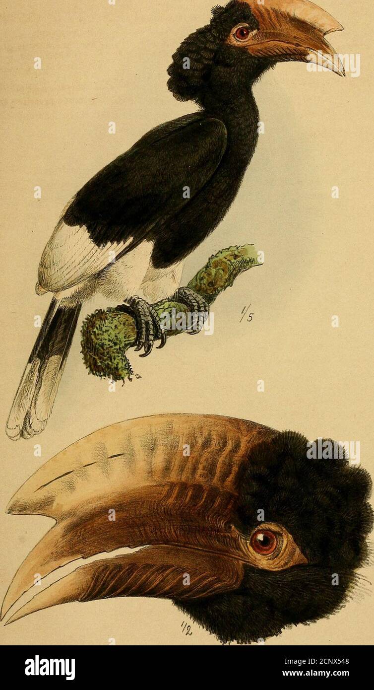 . Journal für Ornithologie . 279. - torquatas, 6. 118. 375. – visivoro, 3. 314. 315.340. 375. Turnix, 329.   lepurana, 249. 293. Turtur aegyptiaca, 243. aurito, 75. cambayensis, 243, capicola, 250. 292.- damarensis, 242. eritrofrati, 242. Semitorquatus,250.2y2, – senegalensis, 292.Tyrannidae, 332.Tyrannus caudifasciatus, 171.! Taylori, 159, 171, iUpupa epps, 52. 234.i 406. Urae^inthus phoenicotis,229. GranatinuB, 229.Uria grylle, 436. – lomvia, 436.Vanellus, 341. – cristatus, 78. 313. 428.Vidua Principalia, 230.264. serena, 282. INDICE. Vireo Latiroeri, IFTS. 165.Vulcanser Foto Stock