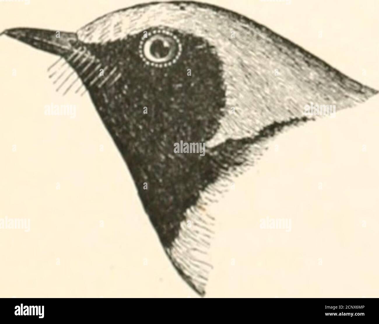 . Gli uccelli del Nord America orientale conosciuti per accadere ad est del meridiano diciannovesimo. . Gola, nera ; corona, verde oliva; lati della testa, gialla: Bande alari, bianca. Warbler verde con gola nera. Dendroica virens {adulto maschio).vedere n. 508. Gola, nero; copricapo lontano, 1)i;k-U; ciowii, yellowisli: Bande alari, giallo. Warbler con alata d'oro. Helminthophila chriisopteru {maschio).vedere n. 488. Ihroat, nero; corona, blu opaco; lati oflirciisti. Hliiish hl:u-ls [adult )iial&gt;).vedere n. 407. 298 CHIAVE PER IL BIKUS DEL NORD AMERICA ORIENTALE. Foto Stock