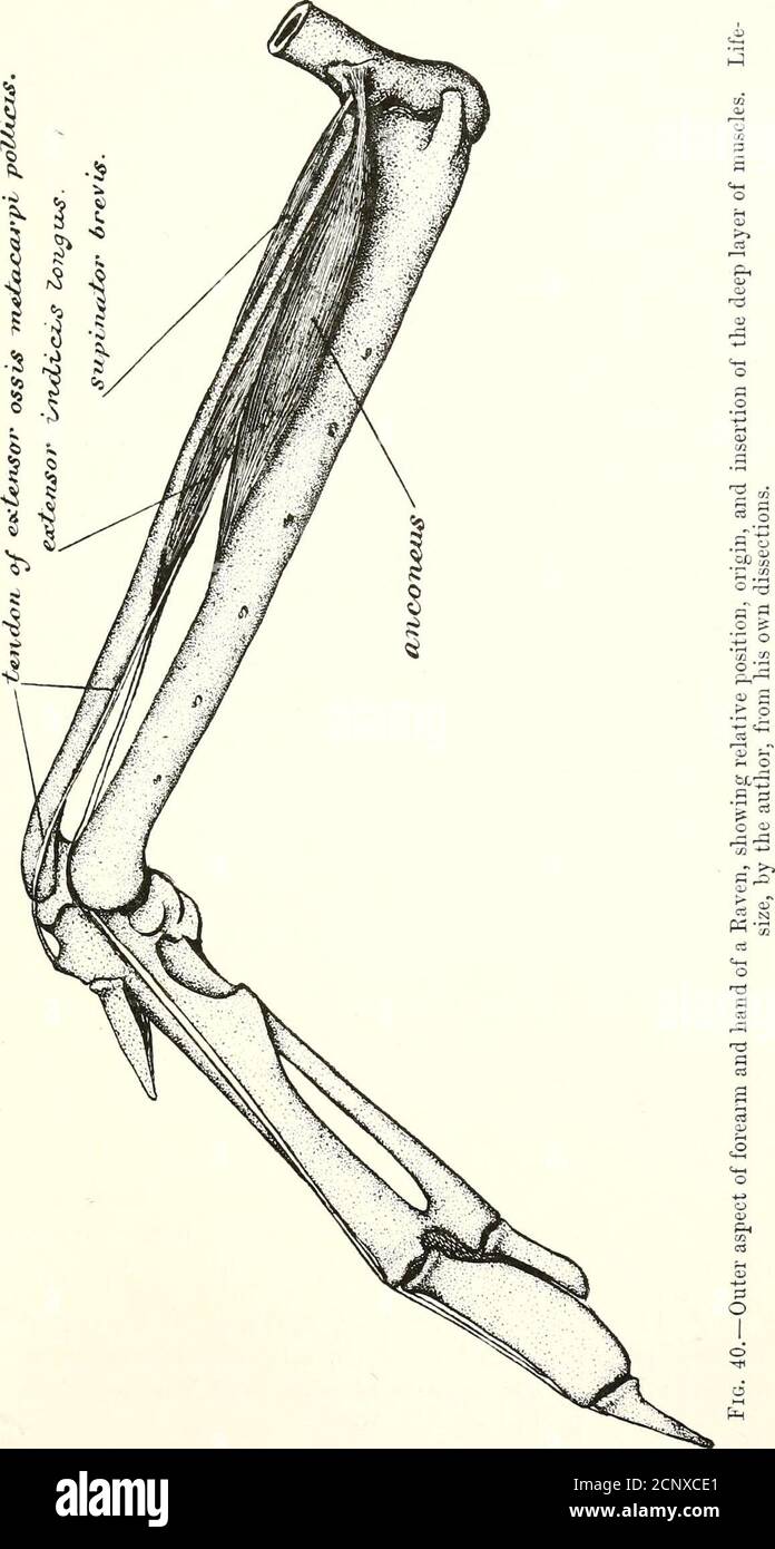 . La miologia del corvo (Corvus corax sinuatus.) Una guida allo studio del sistema muscolare in uccelli. Scle, occupando più della metà posteriore del lato inferiore dell'avambraccio. Dall'apice anteriore di questo muscolo un potente e subcilindrico tendine si estende direttamente sul dorso del nlnare osso-zio del carpo, dove fa un ampio attaccamento. Poco prima di raggiungere questa ossicola il tendine del flexor carpi ulnaris si differenzia da una piccola scivola tendi-nosa, wdiich, passando attraverso un loop fibroso sul lato theulnar del carpo, va obliquamente verso il basso todo Foto Stock