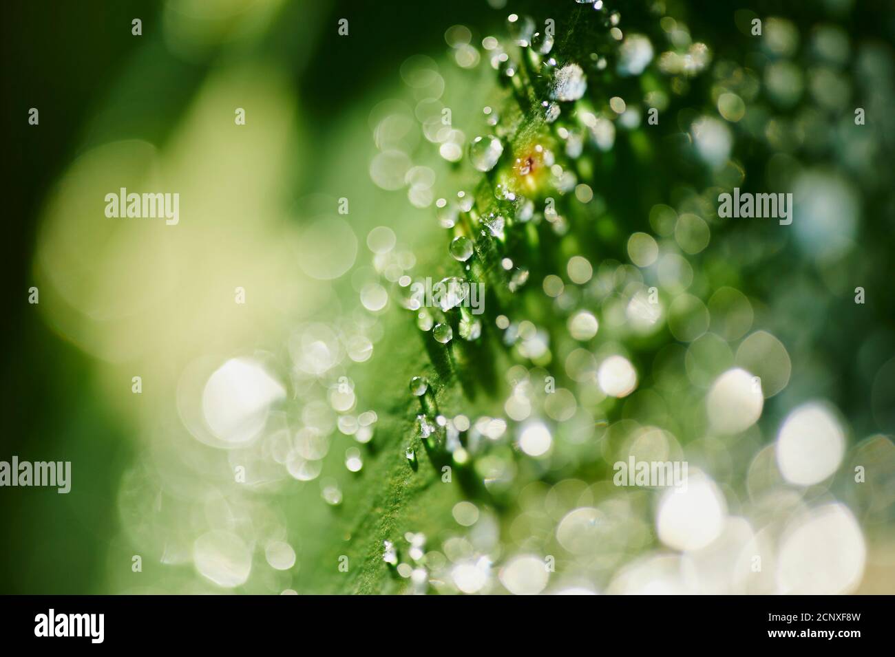 Gocce d'acqua, foglie di fogliame, primo piano Foto Stock