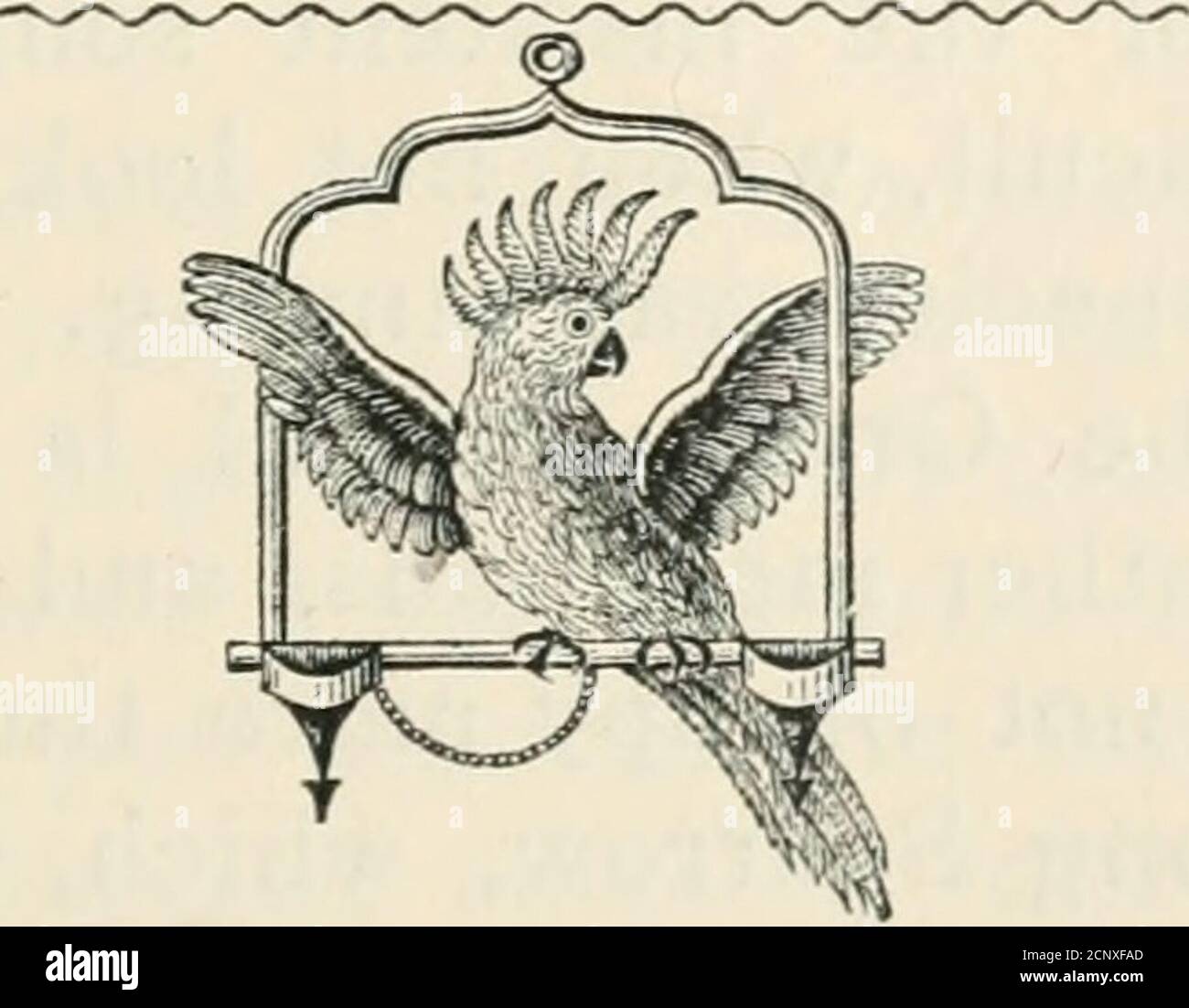 . Note di uccello . , mentre le sue gambe, grumo e arrotondate, sono particolarmente succulente. Afterit, da questo punto di vista, arriva il guineafonlo, e poi il giovane Bushfowl, il Verde e i BlackPigeons, seguiti, ma dopo un grande intervallo, dall'adultBushfowl, il Sand-Grouse e il Rock Bushfowl, tutti asciutti, duri, e senza gusto, hanno bisogno di stufare. Con questa digressione dagli uccelli nel dominio del cuoco, chiuderò queste note; dopo tutto è notmuch di una digressione, almeno fuori qui, dove theonnection dell'uccello con il piatto è uno vicino, o comunque dovrebbe essere, se uno Foto Stock