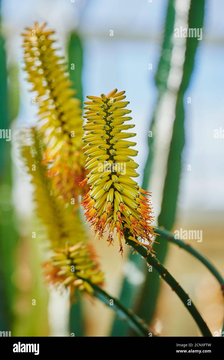 Aloe reale (Aloe vera), fioritura, primo piano Foto Stock