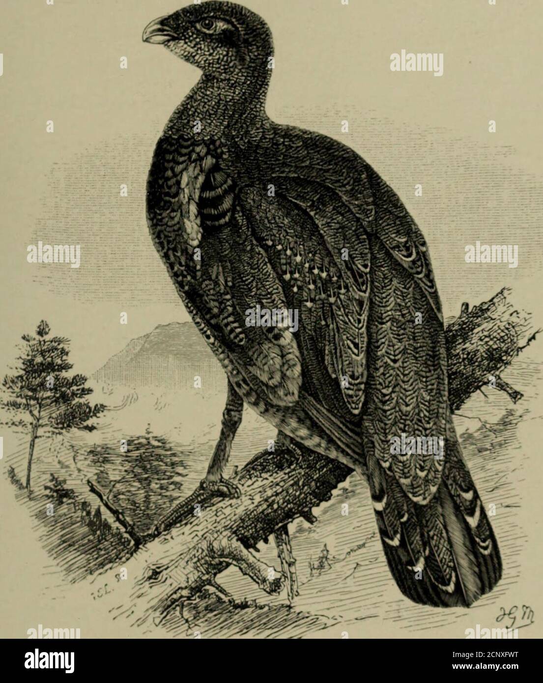 . Uccelli da gioco e shooting-sketches : che illustrano le abitudini, le modalità di cattura, le fasi di piumaggio e gli uccelli e le varietà che si verificano tra loro . •^>... TALE VAUIETY DI CAPEKCALLLIE. (Ucciso a Ballathie, Perthshire, dal colonnello Richardson, 1 dicembre S89). CAPEKCAILLIK VJ li^^^colori illuminati in forte sviluppo: Il piumaggio scuro.-*che si verifica più frequentemente tra gli uccelli giovani, e il bianco tra quelli vecchi, questi ultimi essendo spesso bianchi dal raccolto dnwiewirts oltre a avere le macchie beautifulwhite sulle coperture superiori delle ali. GIOVANE MASCHIO CAREH IX PRIMO il.LMAiE. Il C^^ercaille Foto Stock