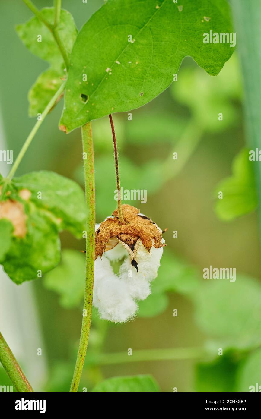 Pianta di cotone (Gossypium erbaceum), primo piano Foto Stock