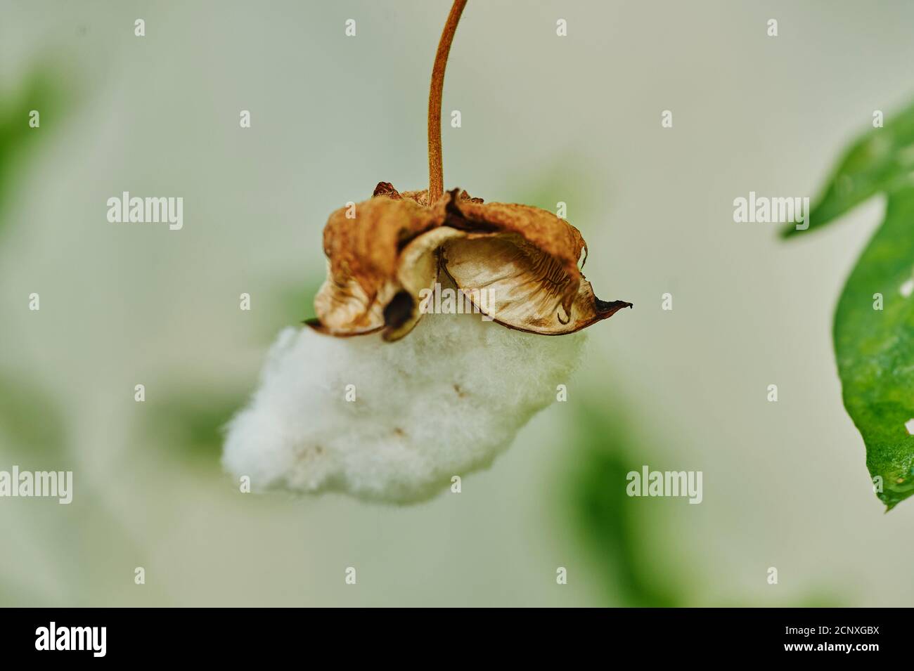 Pianta di cotone (Gossypium erbaceum), primo piano Foto Stock