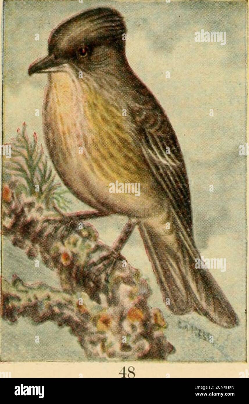 . Guida per uccelli . FLYCATCHER CON LATO ULIVO. 459. Nuttalornis borealis. 77^ pollici. Questi uccelli possono difficilmente essere chiamati comuni ovunque, ma singole coppie di essi possono essere trovate, nella loro gamma di allevamento, in opportuni pezzi di terreno boscoso. Ho al-ways li ha trovati in paludi di pino morto, dove gli alberi erano coperti di muschio appeso, rendendolo molto diplicultto individuare i loro piccoli nidi. Iheir singolare, forte, cleanfishle può essere sentito per una lunga distanza e serve asa guida-bordo alla loro posizione. Nota: UN fischio forte e chiaro, il whip-wheeu, il primo short e sharp, l'ultimo lungo e tirato fuori in un pla Foto Stock
