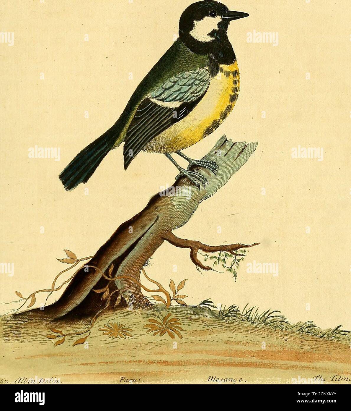 . Una storia naturale degli uccelli : raffigurata con cento e un piatto di rame, curiosamente intagliato dalla vita . il H. S//Z . i7/^i7rjJe/fh. Ltfm.i, Foto Stock