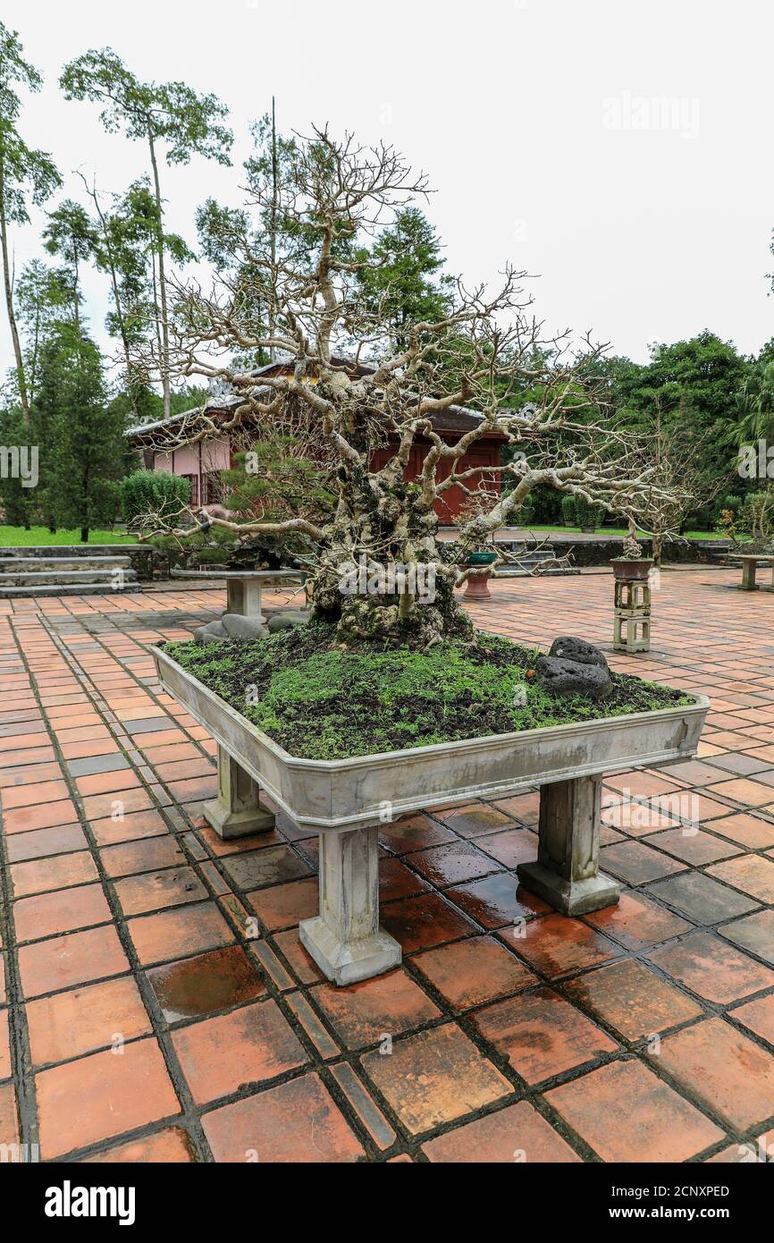 Bonsai alberi in pentole nella città imperiale, un recinto murato all'interno della cittadella della città di Huế, Vietnam, Sud-Est asiatico, Asia Foto Stock