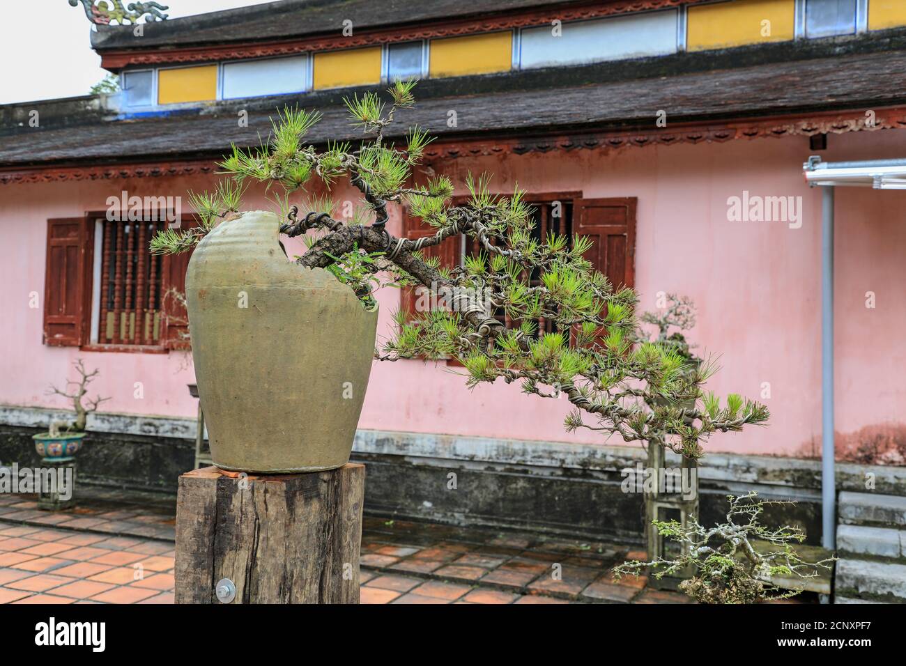 Bonsai alberi in pentole nella città imperiale, un recinto murato all'interno della cittadella della città di Huế, Vietnam, Sud-Est asiatico, Asia Foto Stock