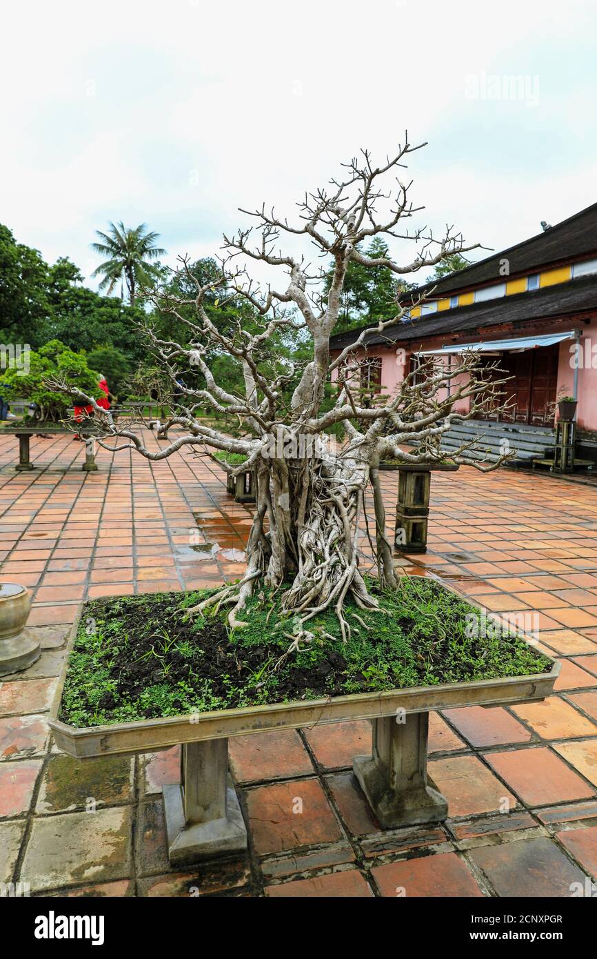 Bonsai alberi in pentole nella città imperiale, un recinto murato all'interno della cittadella della città di Huế, Vietnam, Sud-Est asiatico, Asia Foto Stock