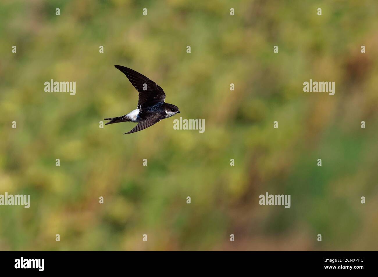 Casa comune-Martin - Delichon urbicum uccello bianco e nero volante mangiare e insetti di caccia, chiamato anche casa settentrionale martin, famiglia swallow, bree Foto Stock