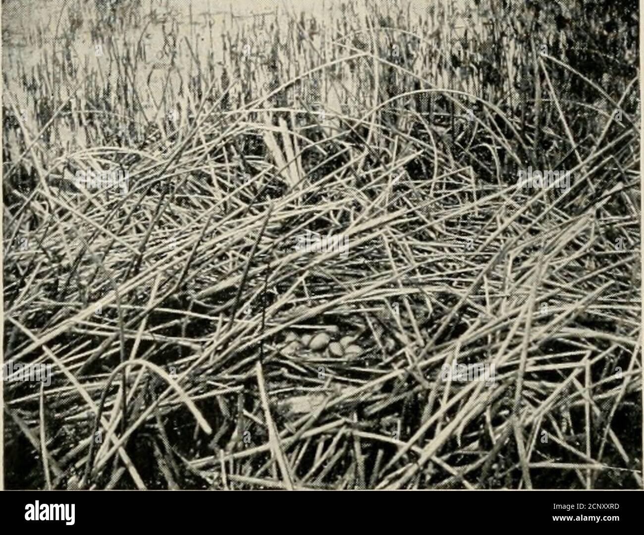 . Tra gli uccelli acquatici; osservazione, avventura, fotografia. Un racconto narrativo popolare degli uccelli acquatici come si trova negli stati del nord e del centro e del basso Canada, ad est delle Montagne Rocciose . LE ANATRE RUDE ERANO SOLO DEPORRE, ANDHAD OVUNQUE DA UNA A DIECI UOVA . Ben NASCOSTO NELLE CANNE 203 tra gli uccelli acquatici. LA TESTA ROSSA È UN GRANDE STRATO l'epicure a casa nei wilds settentrionali, fuori sul lago, addormentato nella sua arca - che scena era! Ma per mancanza di^nffipan^HB tempo io in i g h t ho gestito tophotograph hersome giorno da ac-customing suo tothe vista della thecamera. Attlessato Foto Stock