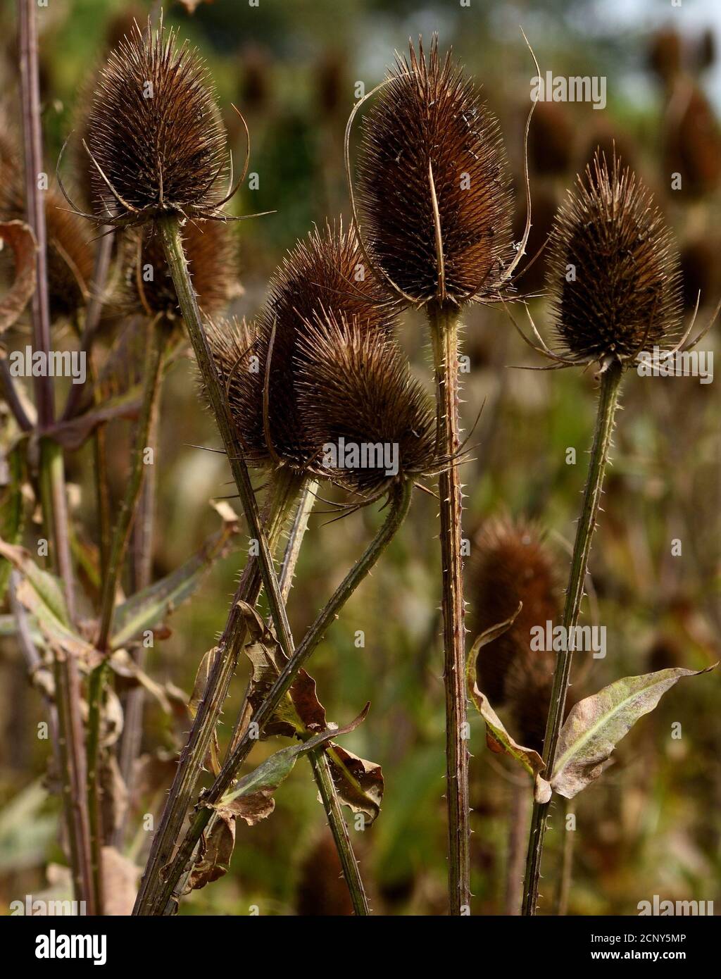 Un grappolo di teste di seme di Teasel. Foto Stock