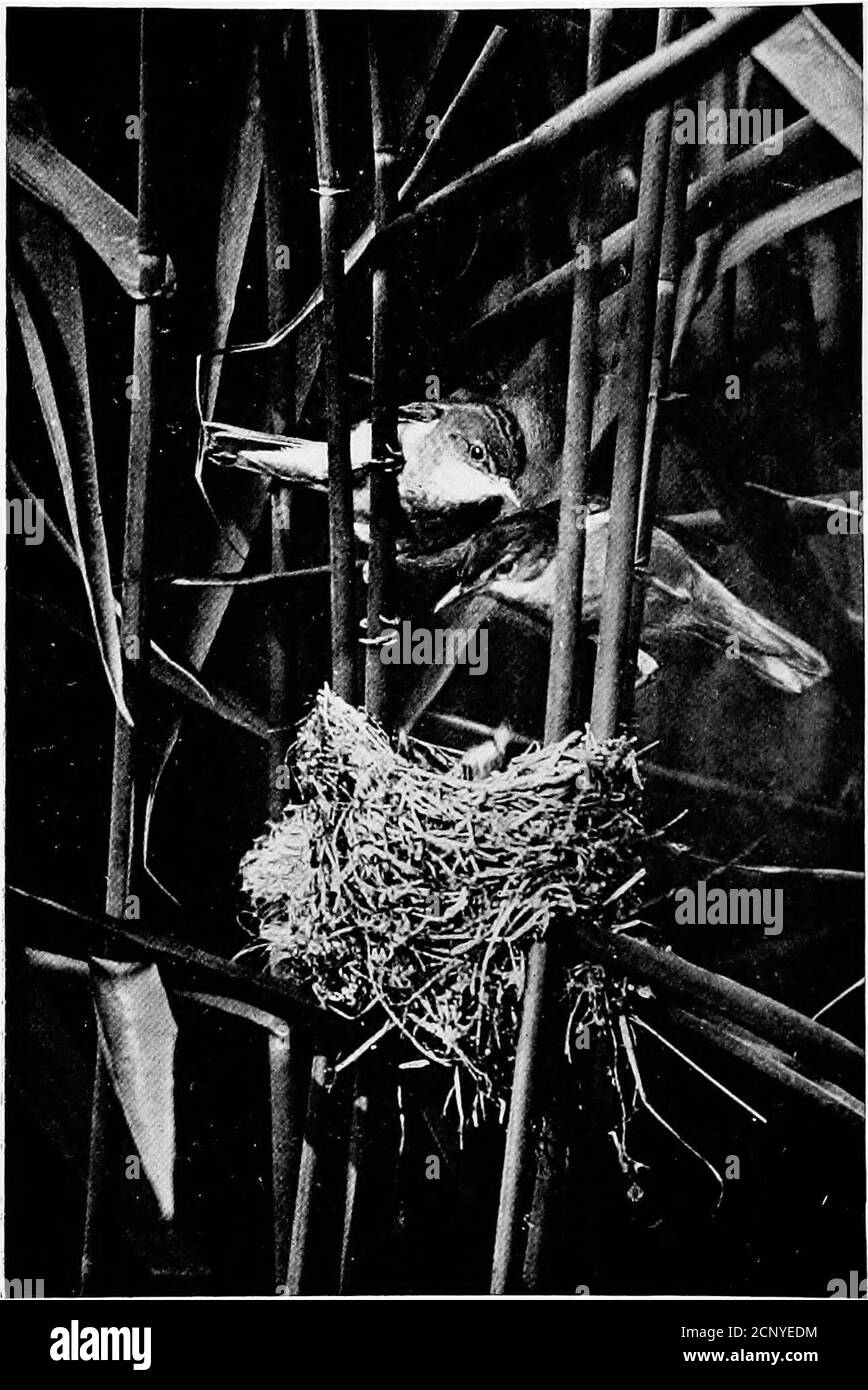 . Le meraviglie della vita degli uccelli : un interessante resoconto dell'educazione, della courtship, dello sport & play, del makebelieve, della lotta e di altri aspetti della vita degli uccelli . bloccati insieme in una palla per mezzo della saliva copiousviscida, esattamente come nel caso dello Swift, E la torta nutri-iziosa viene poi convogliata al nido e fatta cadere, suppongo, nelle bocche gaping dei giovani colli di ricamo. Questi uccelli, che sono leggermente più grandi di uno Sparrow, nidificano in alcune parti dell'Inghilterra, dove arrivano alcuni giorni prima theCuckoo e su questo conto sono occasionalmente conosciuti come theCuckoos mate. Ma come gli alberi cavi io Foto Stock
