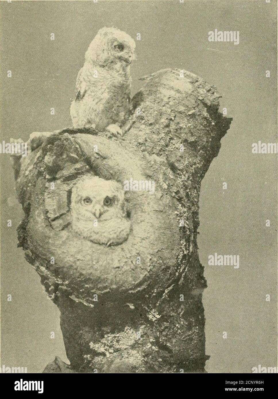 . Come attrarre gli uccelli : e altri discorsi su uccelli vicini . i compagni di ible sono attesi toarcome ! Diverse specie hanno diversi viaggi meth-ods, e anche la stessa specie non alwayssegue lo stesso metodo in primavera e caduta. Alcune delle anatre selvatiche, per esempio, Che vanno verso sud grandi partiti di famiglia, ritorno in coppie accoppiate, verytenerly attaccati l'uno all'altro si potrebbe thinkwho non aveva mai osservato il dandifified drake calmlydeserty il suo partner appena non appena dutiesminacciano di interferire con il suo tempo libero e il piacere.il phcebe devoted, nel suo vestito di Drab somber, sitsabout Foto Stock