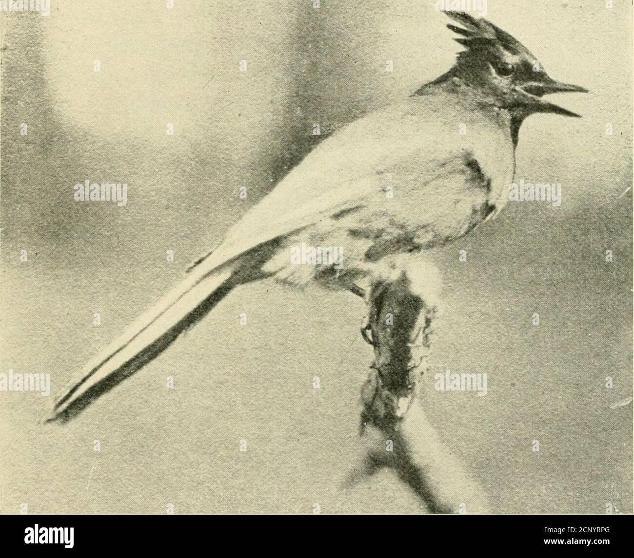 . Come attrarre gli uccelli : e altri discorsi su uccelli vicini . Un strumentista con una chiamata come un picchiettio di poliziotti.- Kingfisher canta senza parole le ruote del carro più bisognose di asse-^^rease, o gufi theuncanny i cui zoccoli rendono la notte irreprede, falchi di stridente, o oche selvatiche che abbelliscono mentre velocizzavano sopra di noi in un gregge a forma di cuneo. A lui. La gioca blu - mimica, ventriloquista, tease e rascal che ha orecchie per sentire anche questi sono musicali. No;le vere star esecutori del mondo sono come i castelli di buyno in Galles con i proventi di un tour singleponcert, ma timido, spesso perseguitato cre Foto Stock