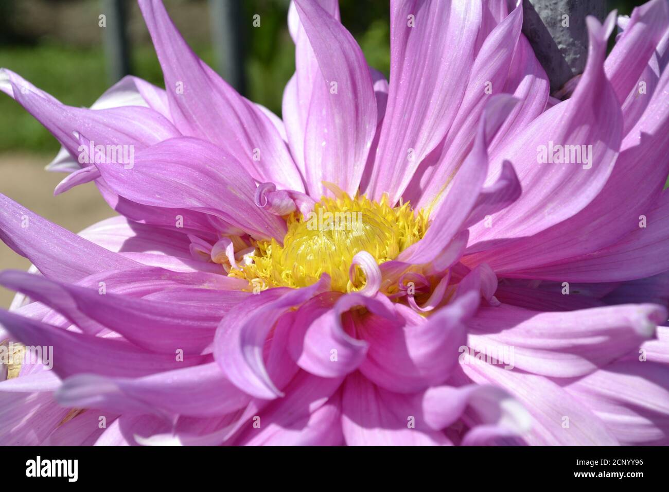 Molto raro primo piano di fiori di dahlia, con pistilli gialli al centro. Foto Stock