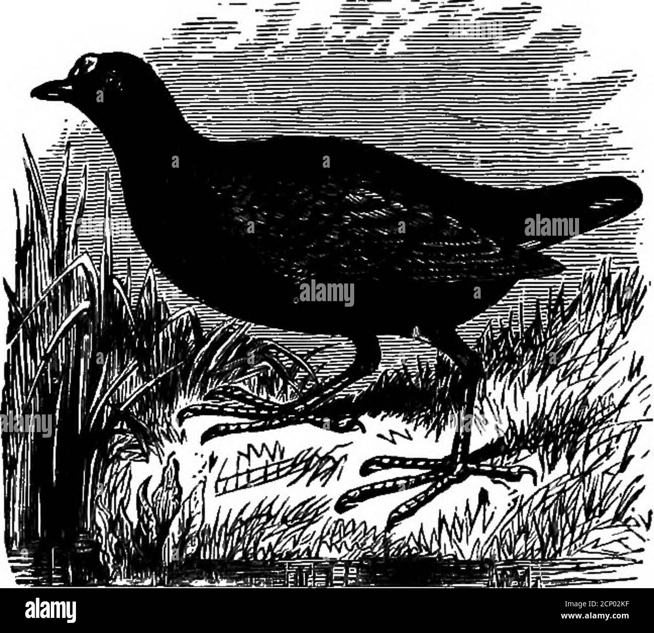 . Chiave per gli uccelli del Nord America. Contenente un resoconto conciso di ogni specie di uccelli viventi e fossili attualmente nota dal continente a nord del confine tra Messico e Stati Uniti, compresa la Groenlandia e la bassa California, con cui sono incorporate ornitologia generale: Un profilo della struttura e classificazione degli uccelli; e ornitologia di campo, un manuale di raccolta, preparazione e conservazione degli uccelli . anello alle note scricchiolanti.) Terra Eajls.carattere generale di Pormama. Ali molto più lunghe, piegando quasi alla fine della coda Tarsurelativamente più corto. Precipita sopra la striscia, ma non macchia Foto Stock