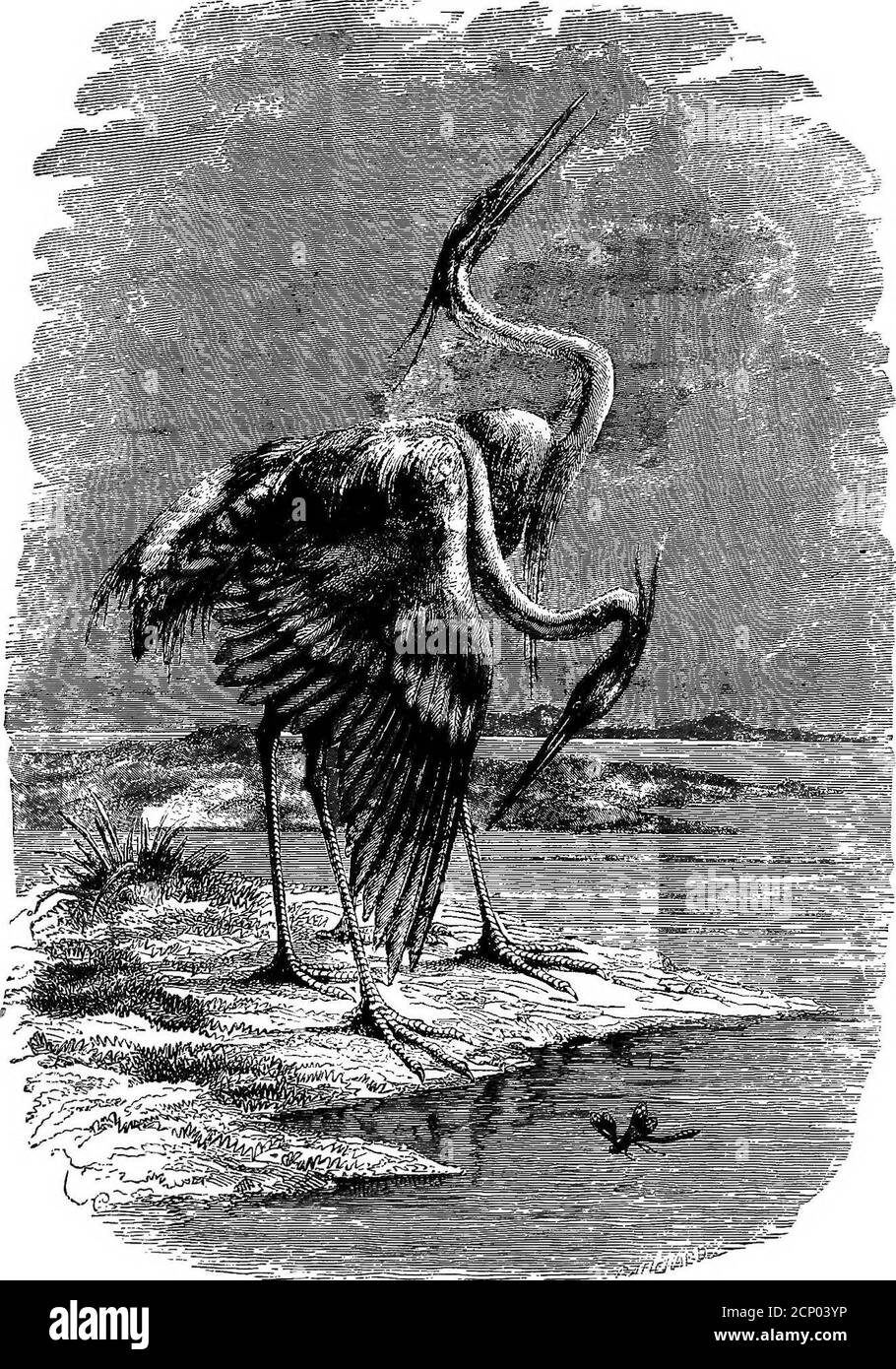 . Chiave per gli uccelli del Nord America. Contenente un resoconto conciso di ogni specie di uccelli viventi e fossili attualmente nota dal continente a nord del confine tra Messico e Stati Uniti, compresa la Groenlandia e la bassa California, con cui sono incorporate ornitologia generale: Un profilo della struttura e classificazione degli uccelli; e ornitologia di campo, un manuale di raccolta, preparazione e conservazione degli uccelli. dingin un profilo arrotondato sulla base dei colpevoli, generalmente alle narici. Ali ampio andample; i quills interni di solito finchè le primarie, piegando su di loro quando la W. Foto Stock