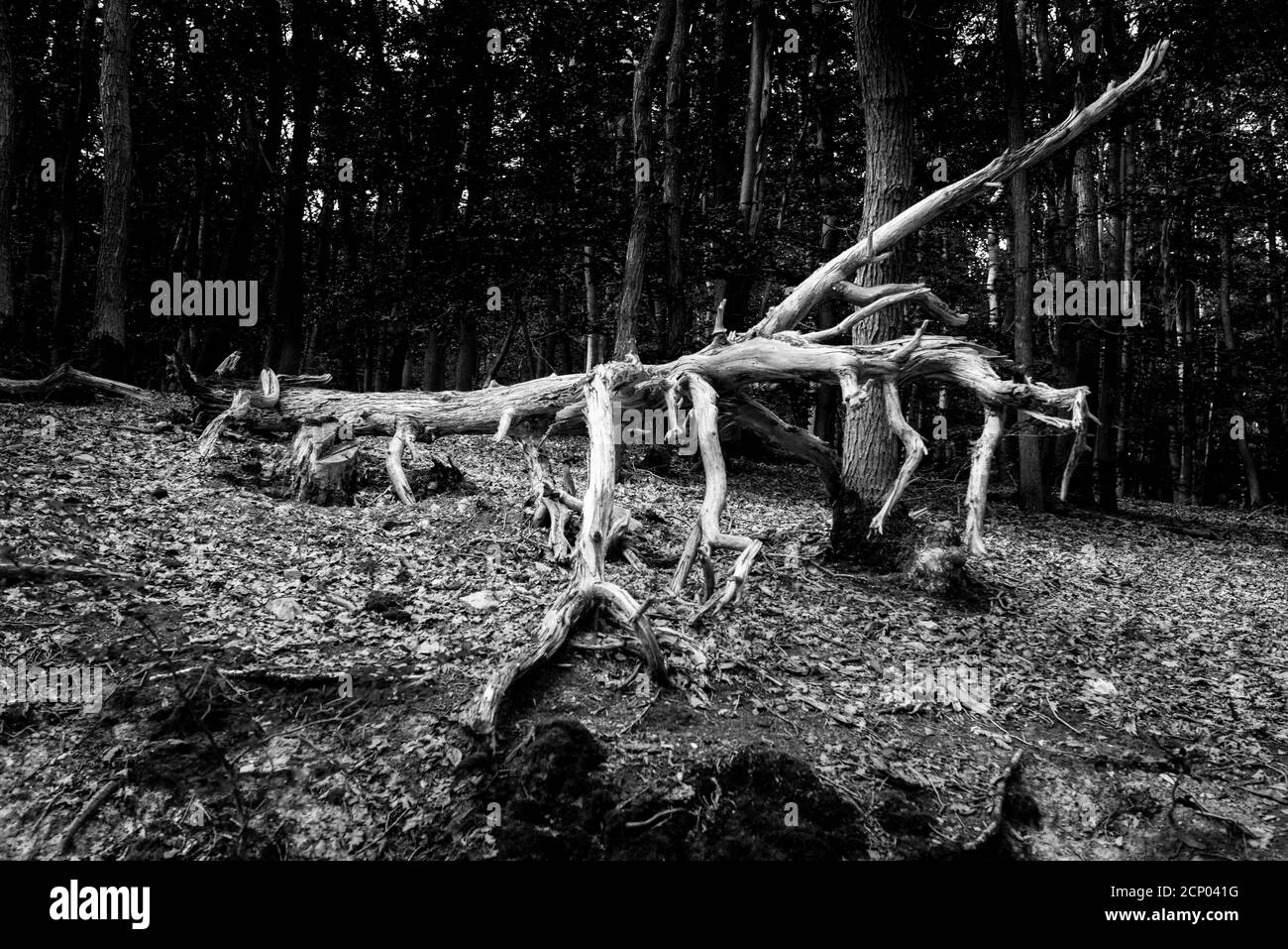 Morto, bizzarro albero morto nella foresta, SW Foto Stock