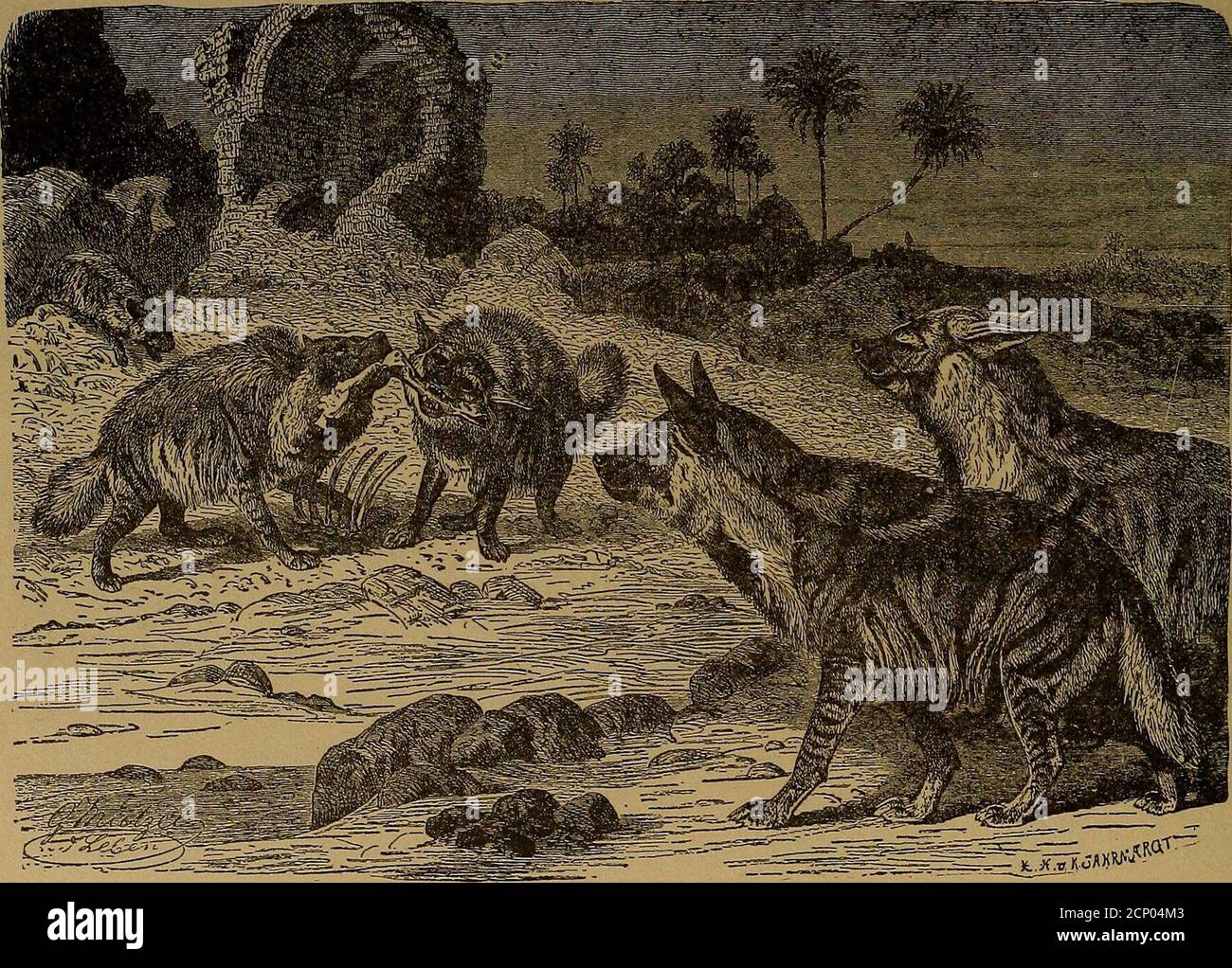 . Il viaggio africano di Roosevelt; la storia della sua vita, il viaggio da New York a Mombasa, e il percorso attraverso il cuore dell'Africa, tra cui il grande gioco e altri animali feroci ... trovato nel corso dei suoi viaggi . alluvione, e poi tranquillamente segue il suo leader. Il leopardo di caccia. Una rara specie di leopardo è il leopardo di caccia. La dimensione di entrambi i sessi è circa quella di un levriero, con un corpo snello e gambe lunghe. Il ventre e gli interni delle gambe sono bianchi, il resto giallo pallido, punteggiato da piccoli punti neri rotondi, più grandi sul dorso e all'esterno delle cosce. I capelli della parte superiore di Foto Stock