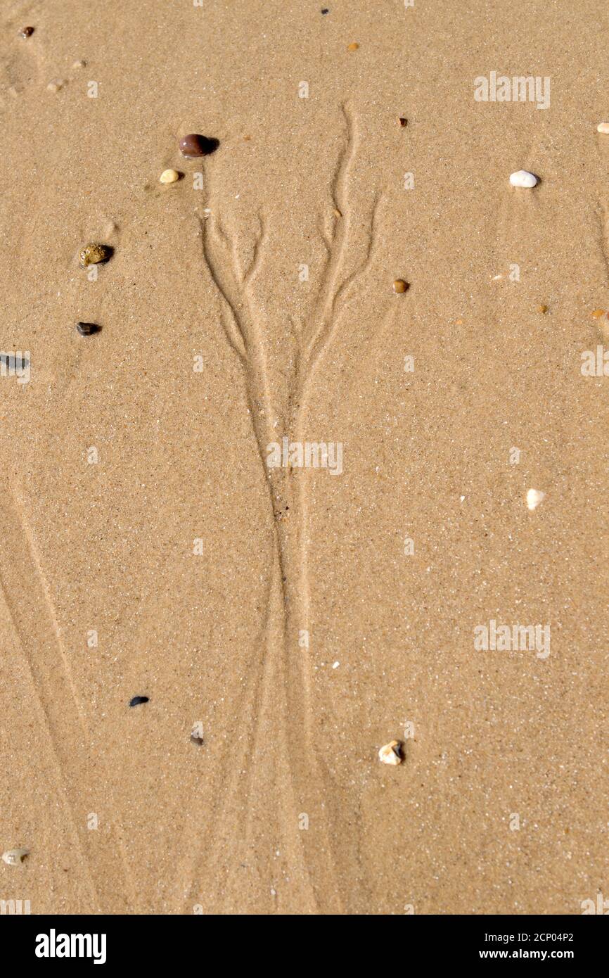 Indentazioni fatte da impronte di alghe marine dopo la marea recedente sulla spiaggia di Clacton on Sea, Essex, Regno Unito Foto Stock