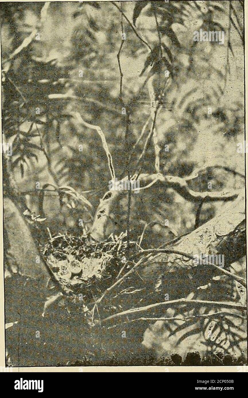 . Il Oölogist: Per lo studente di uccelli, i loro nidi e uova . Sito di nidificazione di Gila Woodpecker a IVLESA, Arizona - Foto di E. M. la Baron.. Nido e uova di Inca dove a Mesa, Arizona - Foto di E. M. la Baroa 131 OOLOQIST AN OSPREY CHE SWALLOWEDAN EAGLE nel luglio 1920 un Osprey (pandionhaliaetus) è stato portato nel nostro Cham-ber of Commerce dall'ingegnere incaricato di un grande sistema di irrigazione qui vicino. Per alcune settimane è stato visto ogni giorno la caccia sul lago.poichè nessun uccello della specie ha beenknown per nidificare entro almeno cinquantymiles del lago era senza aoubt un senso lungo da casa Foto Stock