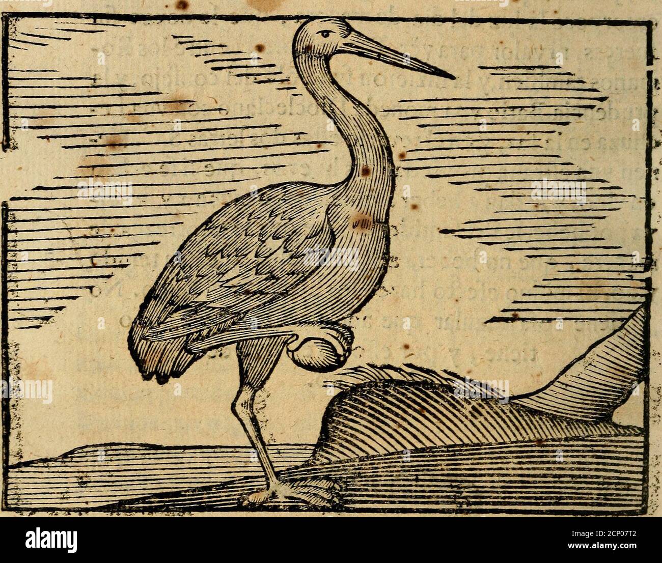 . Govierno generale, morale, politico. : Hallado en las aves mas generosas, y nobili. Sacado de sus naturales virtudes, y propriedades. Con qvaro tablas diferentes; es la vna para sermones varios de tiempo, y de Santos. . DA DES £ LAI GRULLA*. O; QNZE, CAPXTVLrO* £r Foto Stock