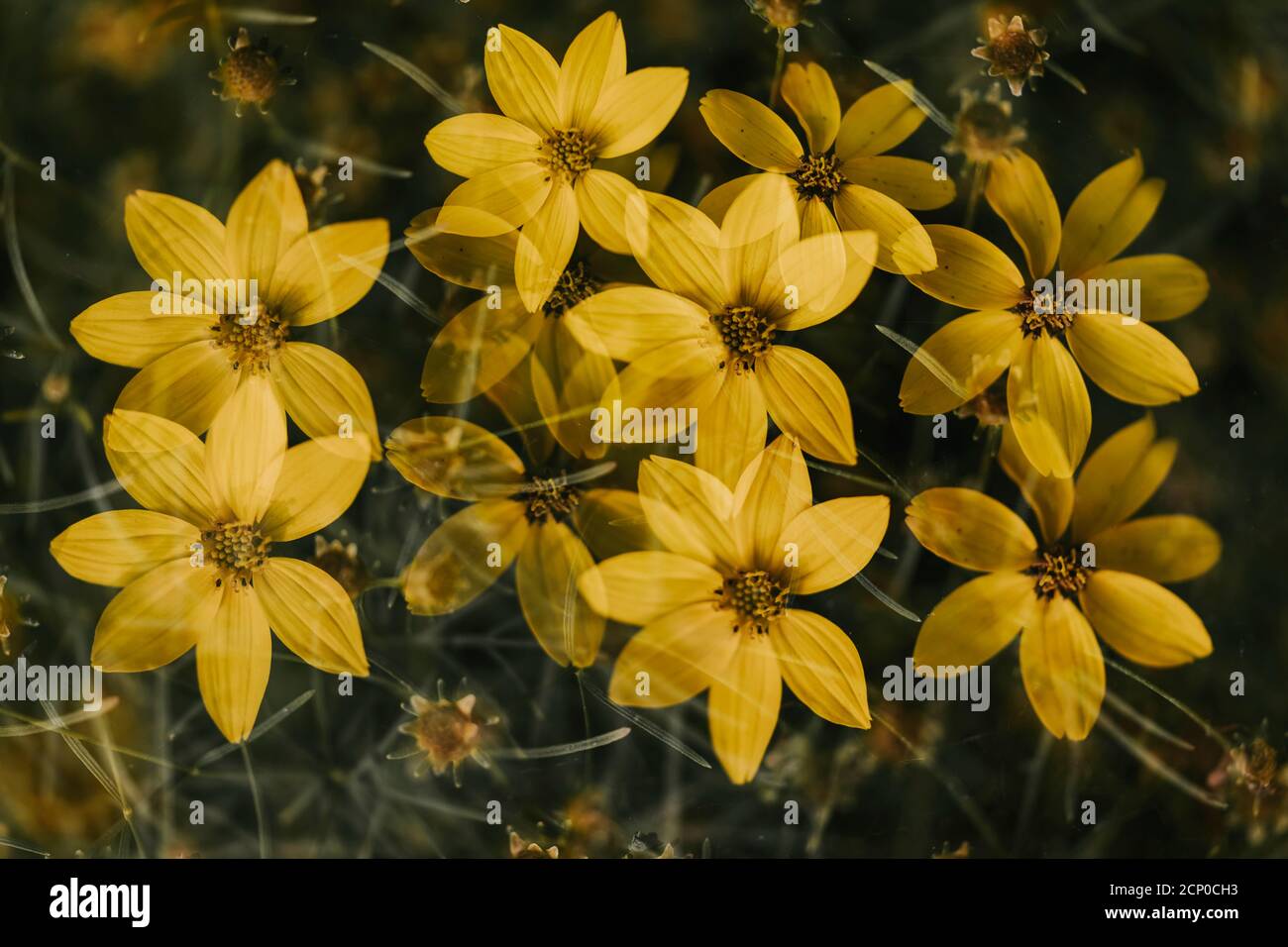 Asteracea, famiglia Aster, Bidens Trichosperma, Minnesota Wildflowers Foto Stock