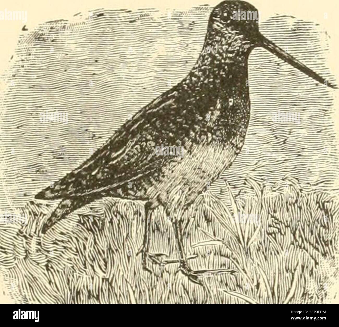 . Tiro di uccelli selvatici. Contenente descrizioni scientifiche e pratiche degli uccelli selvatici: Le loro località, le abitudini, i voli e il metodo più riuscito di cacciarli. E le qualità della sua pistola. Per rendere ancora più interessante, permette ai remi di scivolare contro le serrature emettendo suoni che si possono sentire per un miglio attraverso i boschi stanchi. L'equilibrio del theprogram non è molto diverso, anche se il finale isgrand. Questo avviene di solito, quando hanno tentato con cautela di atterrare la barca, che possono fare una sneakon anatre che hanno visto la luce. Il vogatore tenta di uscire tranquillamente, e lascia i suoi remi Foto Stock