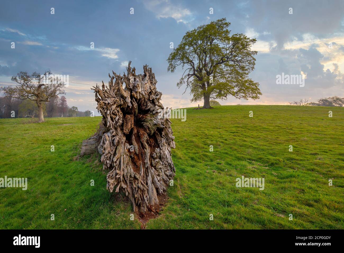 Vecchi alberi di quercia nella New Forest, Hampshire, Regno Unito. Foto Stock