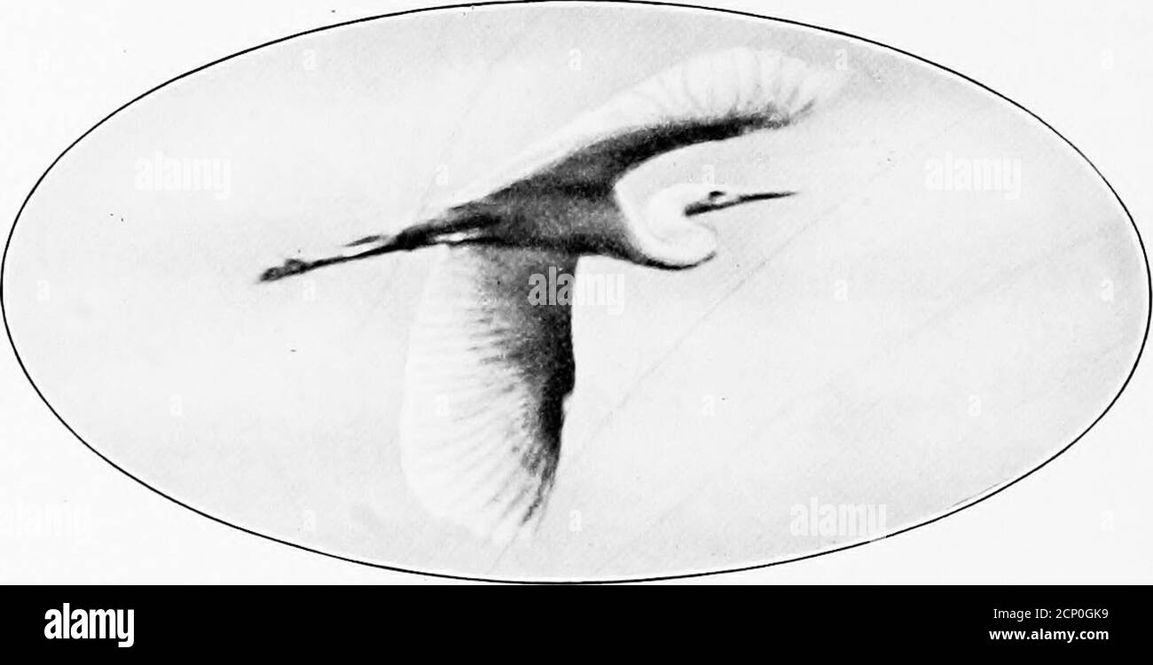 . Ali selvagge; avventure di un cacciatore di telecamere tra i più grandi uccelli selvatici del Nord America in mare e terra . NIDO E UOVA DI MARSH TERN. L'EGRET AMERICANO IN VOLO CAPITOLO VIII L'EGRET, NELLA NATURA E NELLA MODA Jailly tJw/(.nvler^s ey/: Mi^lit segna il tuo lontano fiigJit per fare te turojlg. Bryant. LO splendido airone bianco-neve conosciuto come Amer-ican Egret, uno dei pochi tipi che portano i pumes theaigrette della raffineria e del commercio, è amongthe specie alare dell'America. In Audubons tempo che wascommon tutto T^er fl^e quartiere sud-est del paese.ora c'è ma un pizioso residuo nel s Foto Stock