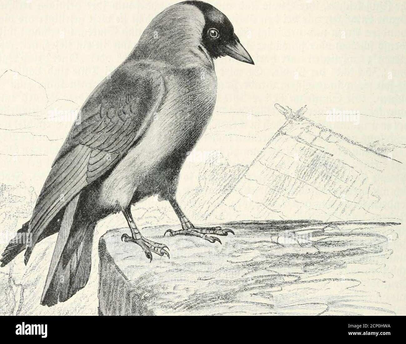 . Die Vogel . el. SawtUe: ^Rabenvögel. tatfödjttcf) ein gar nierjt übles (Serid)t. 5)as steifet) alter 93ögel ift freilief) nid)t empfet)obiettivo=roert, roirb aber bennod) in unfrudjtbaren unfcresSSaterlanbes ebenFalls als 91at)rungs=mittel uermenbet, fpielt fogar in einigen (Atenben im eine öer usfie)im aignie £ im. 9lupr) bie (£tcr, bie red)t mol)lfd)mcdenb finb, roerben gegeffen. (£nblid) benutjt manbie Heineren Gebern 511m Stopfen ber Letten. HM bas 3af)r 1600 beisten nod) bie 2anbes=Ferren auf ber ®uriff)en 9Iel)rung ®räf)en, unb groar bie bort häufigen 9tebelfrä Foto Stock