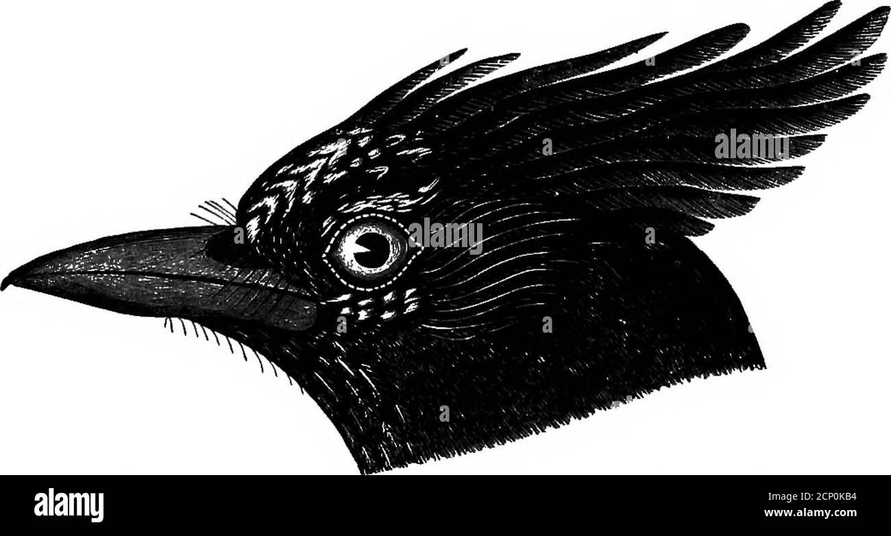 . Chiave per gli uccelli del Nord America. Contenente un resoconto conciso di ogni specie di uccelli viventi e fossili attualmente nota dal continente a nord del confine tra Messico e Stati Uniti, compresa la Groenlandia e la bassa California, con cui sono incorporate ornitologia generale: Un profilo della struttura e classificazione degli uccelli; e ornitologia di campo, un manuale di raccolta, preparazione, e conservazione degli uccelli . d;queste fasce più distinte verso le estremità e sulle vele esterne delle piume : coda viewedfrom sotto che appare per lo più nero. Iris scuro. Bill e piedi neri. Lunghezza 12.00-1 Foto Stock