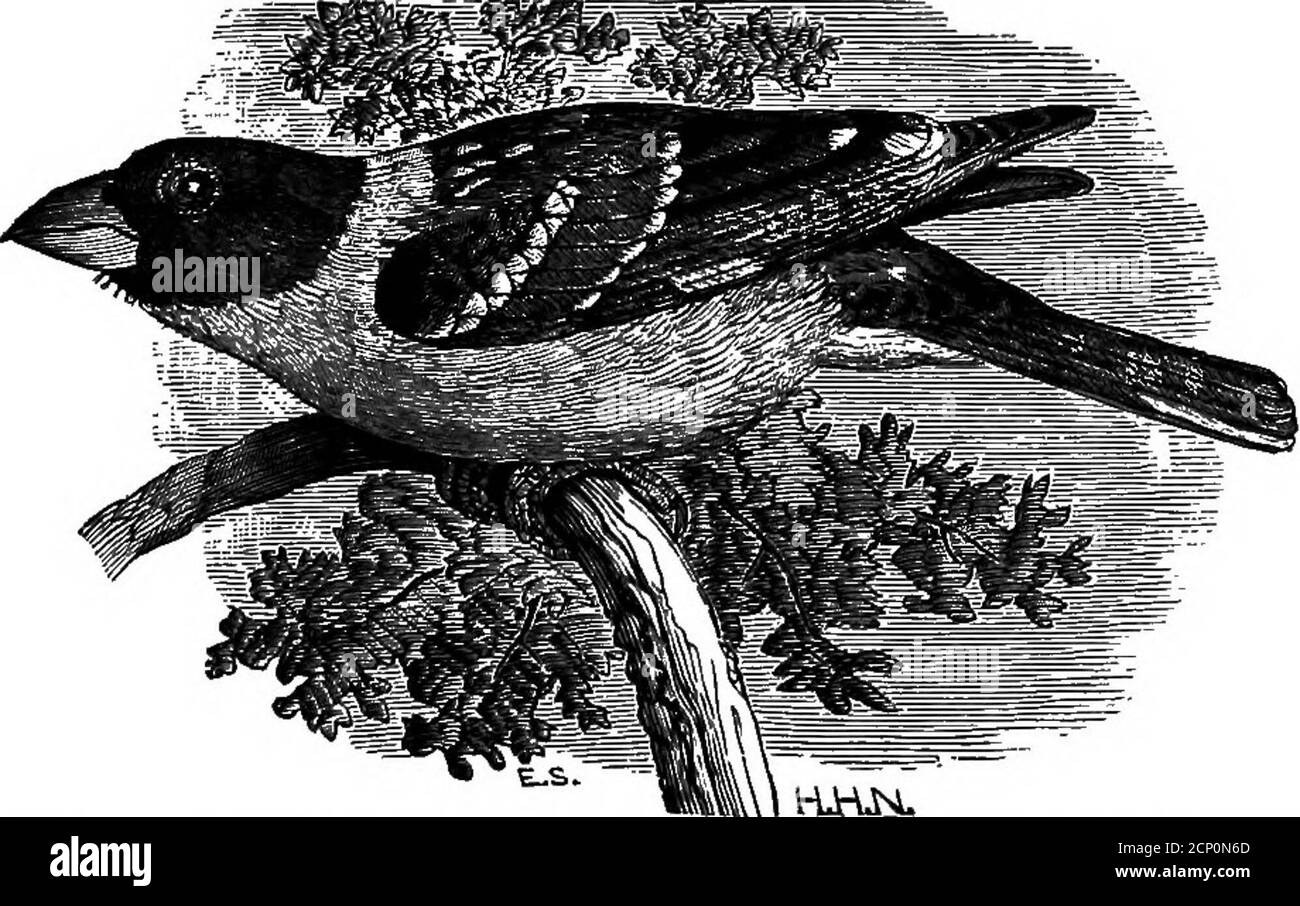 . Chiave per gli uccelli del Nord America. Contenente un resoconto conciso di ogni specie di uccelli viventi e fossili attualmente nota dal continente a nord del confine tra Messico e Stati Uniti, compresa la Groenlandia e la bassa California, con cui sono incorporate ornitologia generale: Un profilo della struttura e classificazione degli uccelli; E ornitologia di campo, un manuale di raccolta, preparazione, e conservazione di uccelli. Coperture, esolitamente anche verso le estremità delle falde, e con un grande cerotto bianco alla base delle primarie; diverse coda-piume laterali con grandi macchie bianche su reti interne vicino t Foto Stock