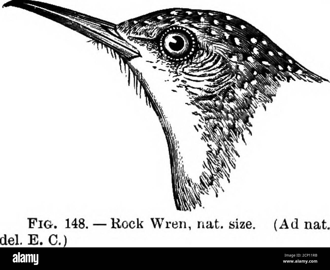 . Chiave per gli uccelli del Nord America. Contenente un resoconto conciso di ogni specie di uccelli viventi e fossili attualmente nota dal continente a nord del confine tra Messico e Stati Uniti, compresa la Groenlandia e la bassa California, con cui sono incorporate ornitologia generale: Un profilo della struttura e classificazione degli uccelli; e ornitologia di campo, un manuale di raccolta, preparazione e conservazione degli uccelli . s, salpigktes, un trombettista.! EocK Wrens. Bill circa lungo come la testa, snella, compresso, dritto alla base, poi leggermente decurved, acuto alla punta, sinuosamente intagliato. Narici cospicu Foto Stock