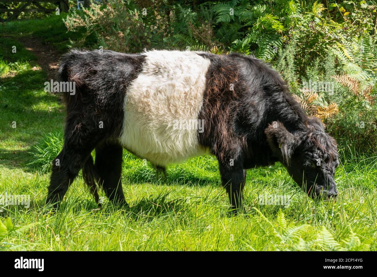 Belted galloway bestiame bovino, razza scozzese di manzo duro, nero con una banda bianca intorno al suo centro, che è utilizzato per la gestione della vegetazione habitat Foto Stock