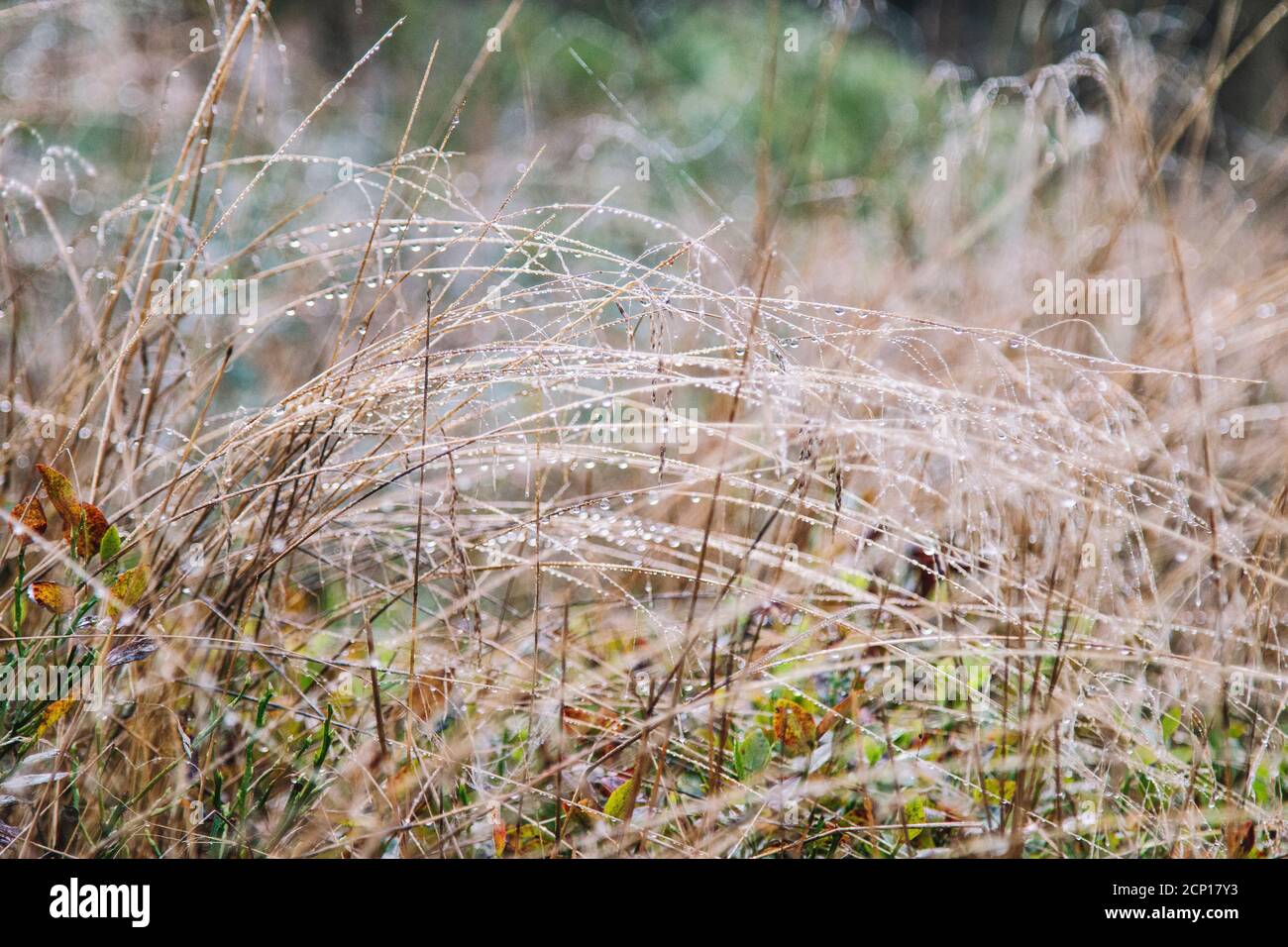 La foresta di Teutoburg a Oerlinghausen, Nord Reno-Westfalia, Germania Foto Stock